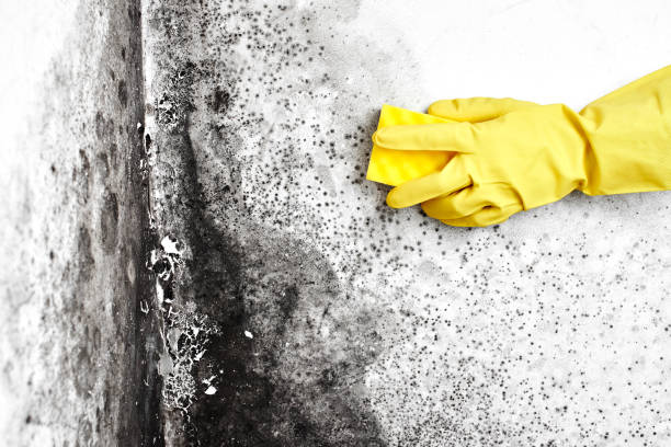 Best Same-Day Mold Removal  in Mayville, NY
