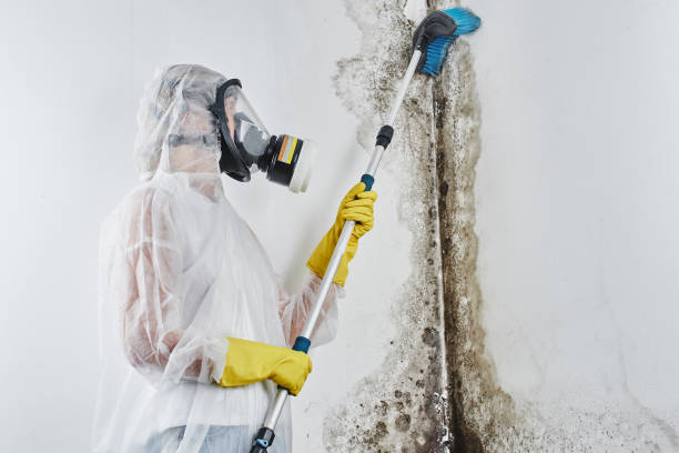 Best Local Mold Removal Service  in Mayville, NY