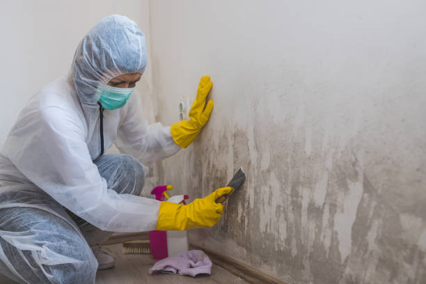 Best Residential Mold Removal  in Mayville, NY