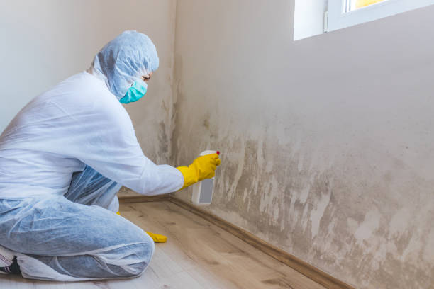 Mold Removal Process in Mayville, NY