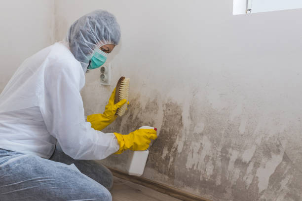 Best Fast Mold Removal  in Mayville, NY