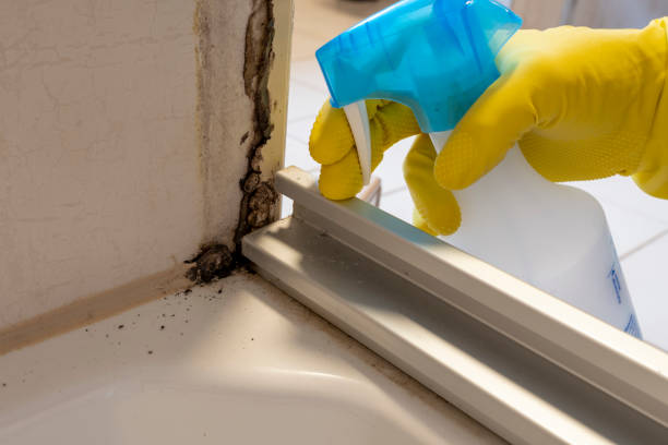 Best Crawl Space Mold Removal  in Mayville, NY