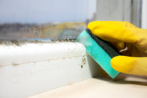 Best Professional Mold Removal  in Mayville, NY
