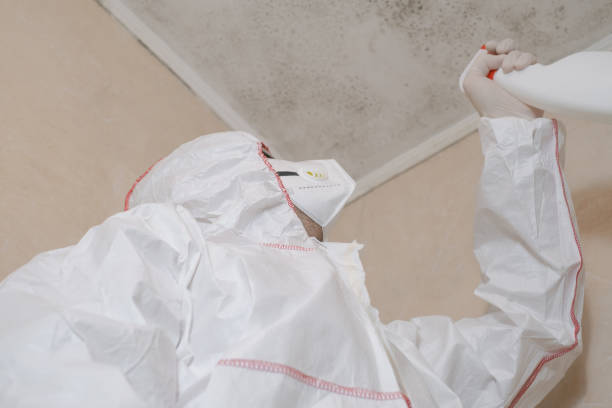 Best Affordable Mold Removal  in Mayville, NY