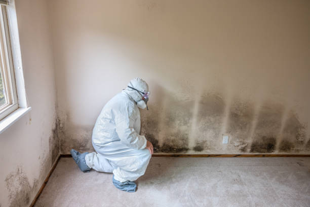 Best Commercial Mold Removal  in Mayville, NY