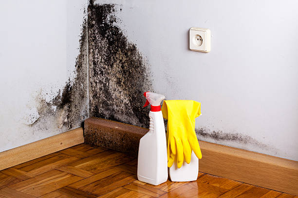 Best Mold Damage Repair  in Mayville, NY