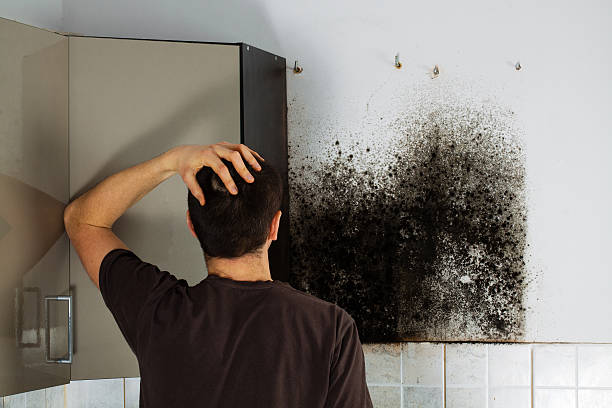 Best Certified Mold Removal  in Mayville, NY