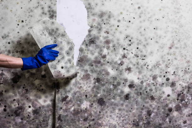 Best Mold Inspection  in Mayville, NY