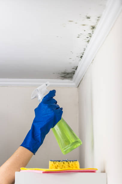 Best Home Mold Removal  in Mayville, NY